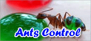 Ants Pest Control