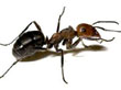 Ants Pest Control 