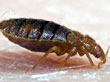 Bed Bugs Pest Control 