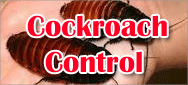 Cockroach Pest Control 