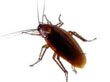 Cockroach Pest Control