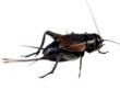 Cricket Pest Control