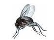 Flies Pest Control 