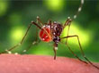 Mosquitoes Pest Control 