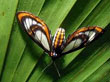 Moth Pest Control