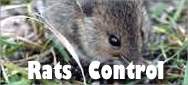 Rats Pest Control 