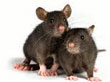 Rats Pest Control