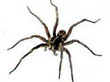 Spider Pest Control 