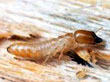 Termite Pest Control Company In Delhi