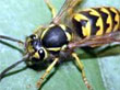 Wasps Pest Control