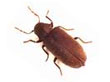 Wood Borer Control