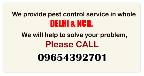 Pest Control Company In Delhi